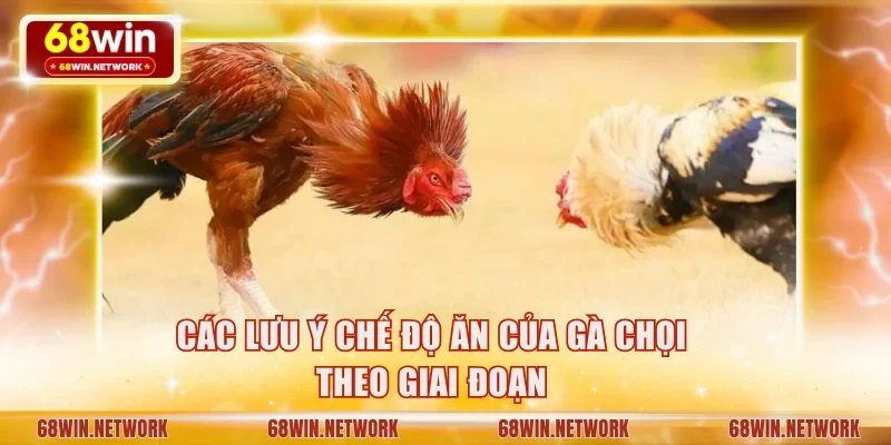 Các lưu ý chế độ ăn của gà chọi theo giai đoạn