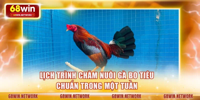Lịch trình chăm nuôi gà bo tiêu chuẩn trong một tuần