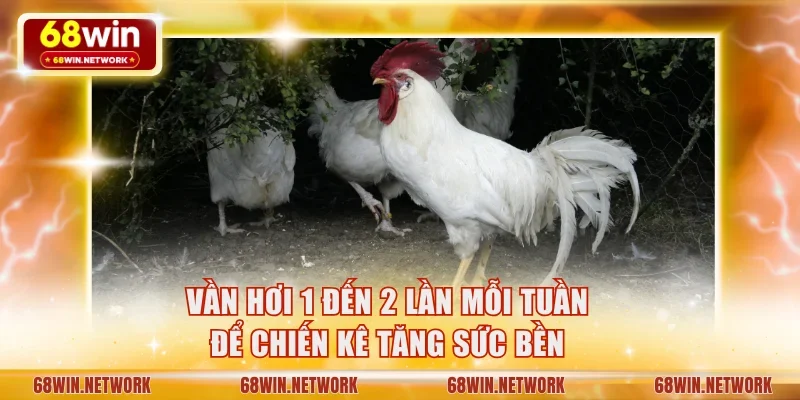 Vần hơi 1 đến 2 lần mỗi tuần để chiến kê tăng sức bền